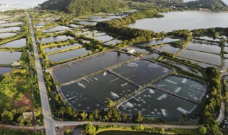 樱花虾可以跟什么鱼共养 什么鱼可以跟樱花虾共养
