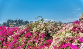 城市以花卉命名的城市是谁 城市以花卉命名的是哪个城市