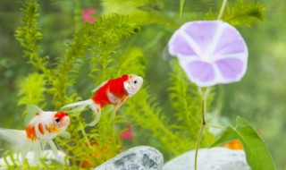 有什么水生植物可以养在鱼缸里 有哪些水生植物可以养在鱼缸里