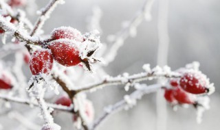 雪的歌词精选 雪的歌词