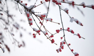 关于雪的歌词精选 关于雪的歌词