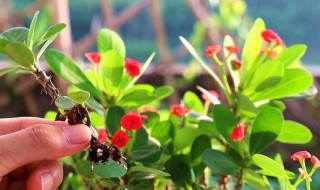 绣花针种植方法 绣花针的养殖方法和注意事项