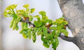 银杏树怎样种植技术 银杏树栽培方法