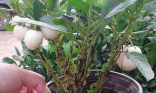 人参果树盆栽养殖方法 植物人参果树种植方法