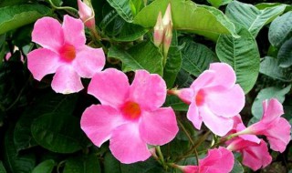 飘香藤多长时间开花 飘香藤什么时候开花