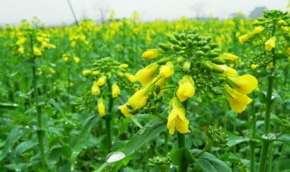 油菜籽什么时候播种什么时候丰收 油菜籽什么时候播种