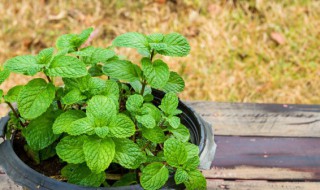 怎样播种薄荷种子 薄荷播种方法