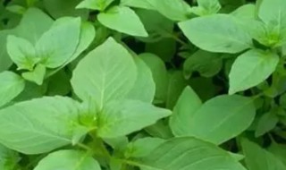 荆芥什么时候播种最好 荆芥什么时候播种
