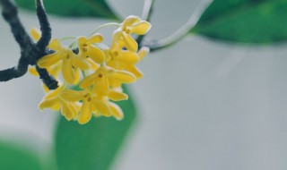 桂花种子育苗方法 桂花种子播种方法