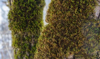 黑麦草可以直接播种吗 黑麦草播种方法