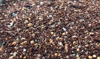 山地玫瑰育苗 山地玫瑰种子播种方法