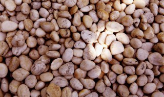 石生花怎么播种 生石花播种方法