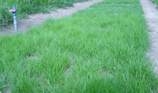 草坪籽种植方法 草坪草籽播种方法