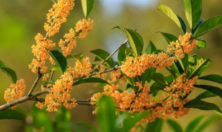 桂花苗什么时候移栽好 四年桂花苗怎么栽培