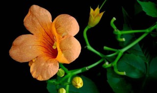 凌霄花哪个季节种植 凌霄花六月份怎么栽培