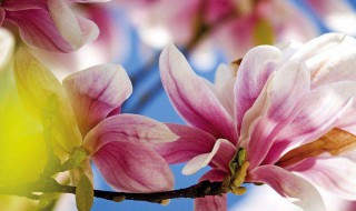 木兰花怎么养殖方法 木兰花怎么栽培呀