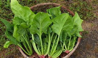 越冬菠菜什么时候收获 越冬菠菜什么时候播种