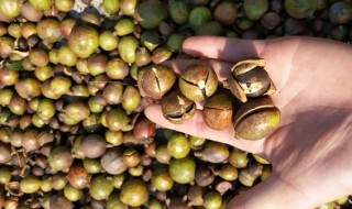 茶油树怎么播种 油茶播种方法
