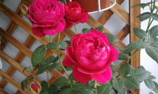 月季花的栽培方法 月季花怎么栽培法