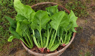 菠菜什么时候播种最好乌塌 菠菜什么时候播种最好