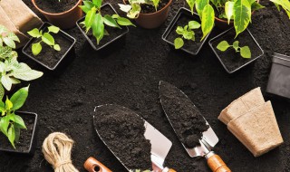 草兰养植方法 兰草的栽培方法