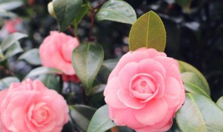 花种子啥时候播种 花的种子什么时候播种