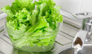 生菜什么时候播种什么时候收获 生菜什么时候播种