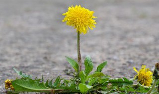 蒲公英什么时候播种什么时候开花 蒲公英什么时候播种
