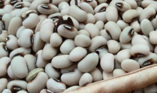 种饭豆子应该在什么时间种 饭豆什么时候播种