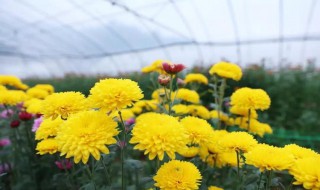 菊花怎么栽培和管理 菊花怎么栽培
