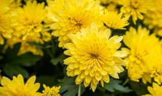 盆栽菊花栽培技术 菊花栽培技术方法