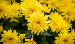 菊花如何栽培 菊花栽培和养殖方法