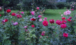 月季花怎么栽培爱活 月季花怎么栽培