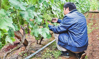 树葡萄怎么栽种 葡萄树怎么栽培