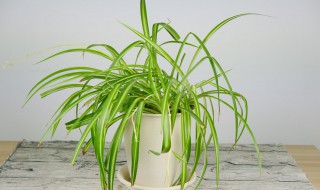 吊兰的种植方式 无土吊兰的栽培方法