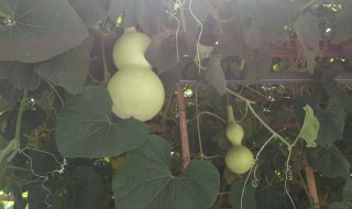葫芦籽在什么季节种植 葫芦籽栽培时间和方法