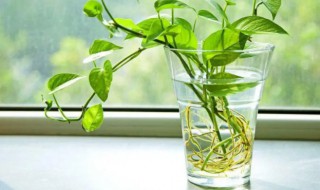 水培绿萝 方法 水培绿萝栽培方法