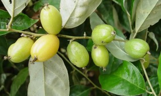 胡颓子栽培技术 胡颓子的栽培方法