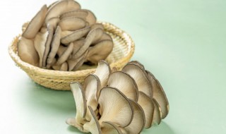 平菇的主要栽培方式有哪几种各有什么优缺点 平菇的栽培的方法有哪几种