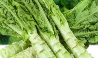 莴笋的种植与栽培技术 莴笋菜的栽培方法