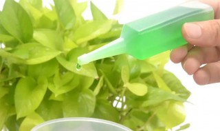 营养液栽培红薯技术 无土栽培红薯营养液配制方法