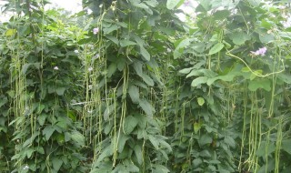 豆角的栽培技术要点 干豆角的栽培方法
