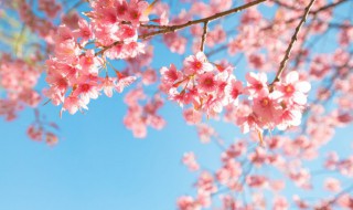 樱花的种子什么时候播种 樱花种子什么时候播种