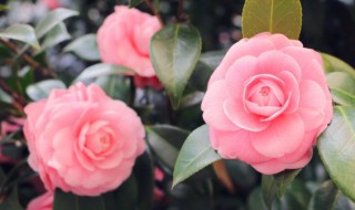 茶花种子什么时候采收 茶花种子什么时候播种