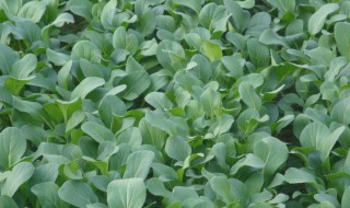 北方油菜什么时候播种合适 北方油菜什么时候播种