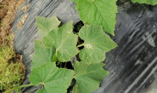 毛节瓜高产栽培技术 毛节瓜的栽培方法