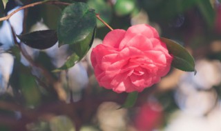 茶花怎么栽培才能达到成活 茶花怎么栽培