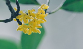 桂花树怎样盆栽 桂花树怎么栽培
