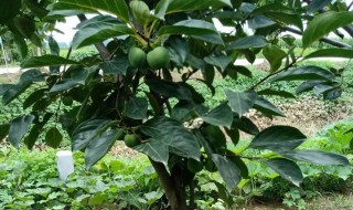 富平尖柿子栽培技术 富平柿子苗栽培方法