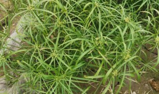 旱伞草种植方法 旱伞草无土栽培方法